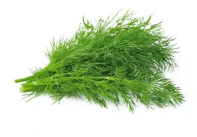 Dill