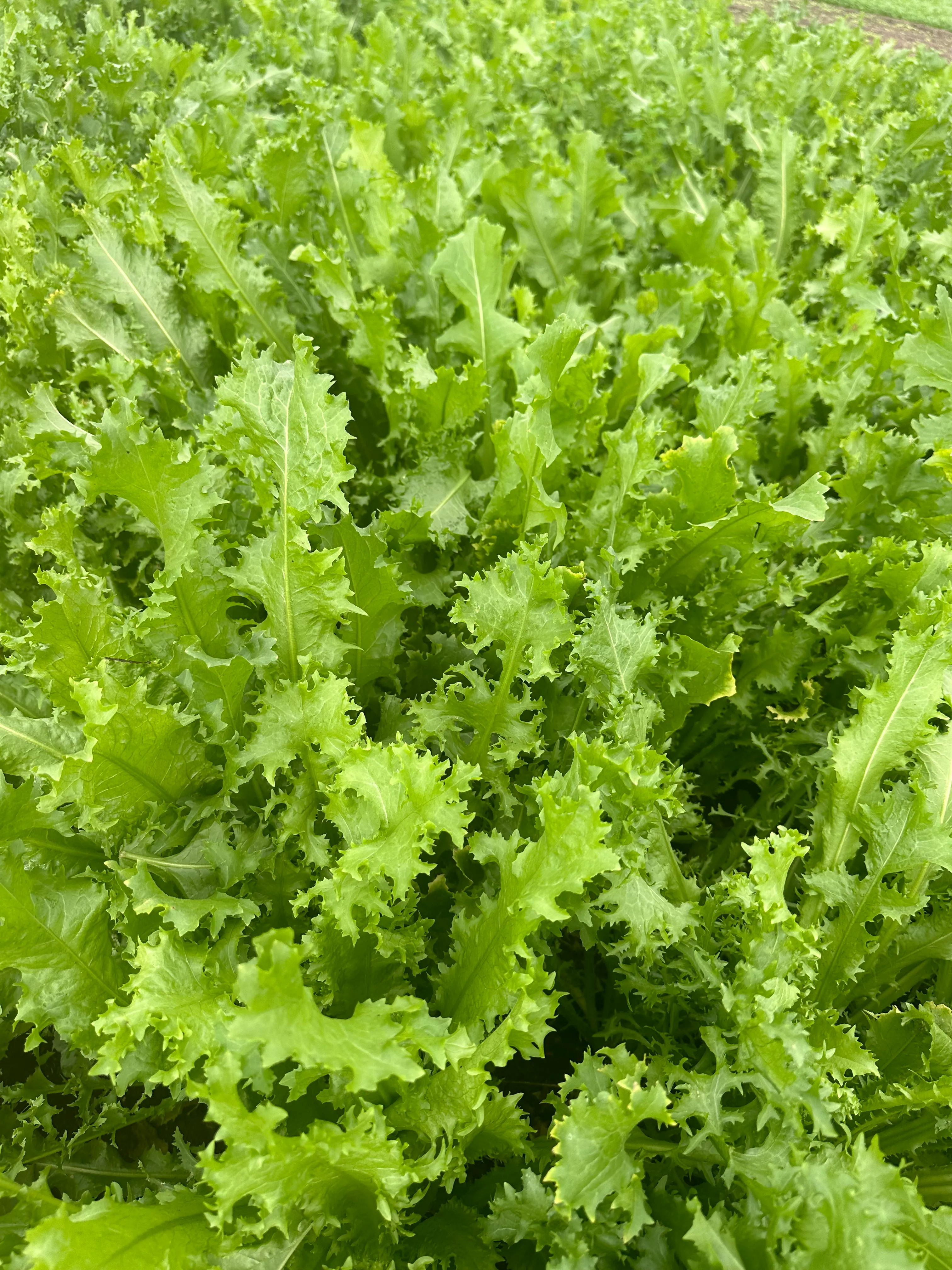 Endives